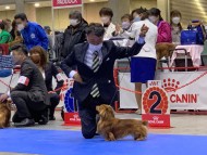 Miniature-Dachshund_2110