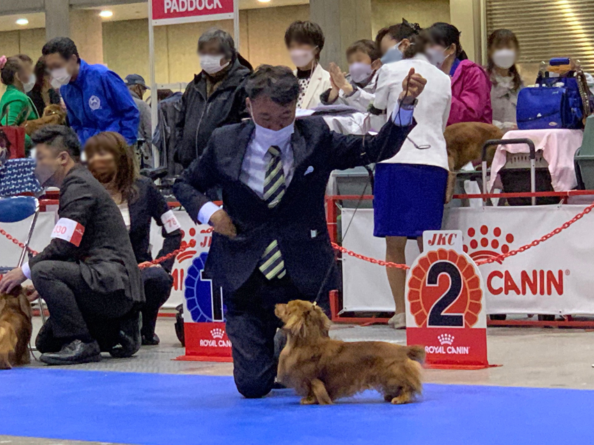 【ドッグショー】まもる ベストインショー シュープリームドック完成