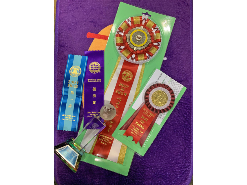 【ドッグショー】まもる ベストインショー シュープリームドック完成