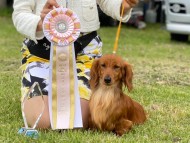 Miniature-Dachshund_3438a