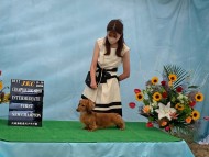 Miniature-Dachshund_3869