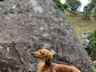 Miniature-Dachshund_3878