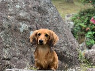 Miniature-Dachshund_3888