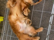 Miniature-Dachshund_8905 Miniature-Dachshund_8905