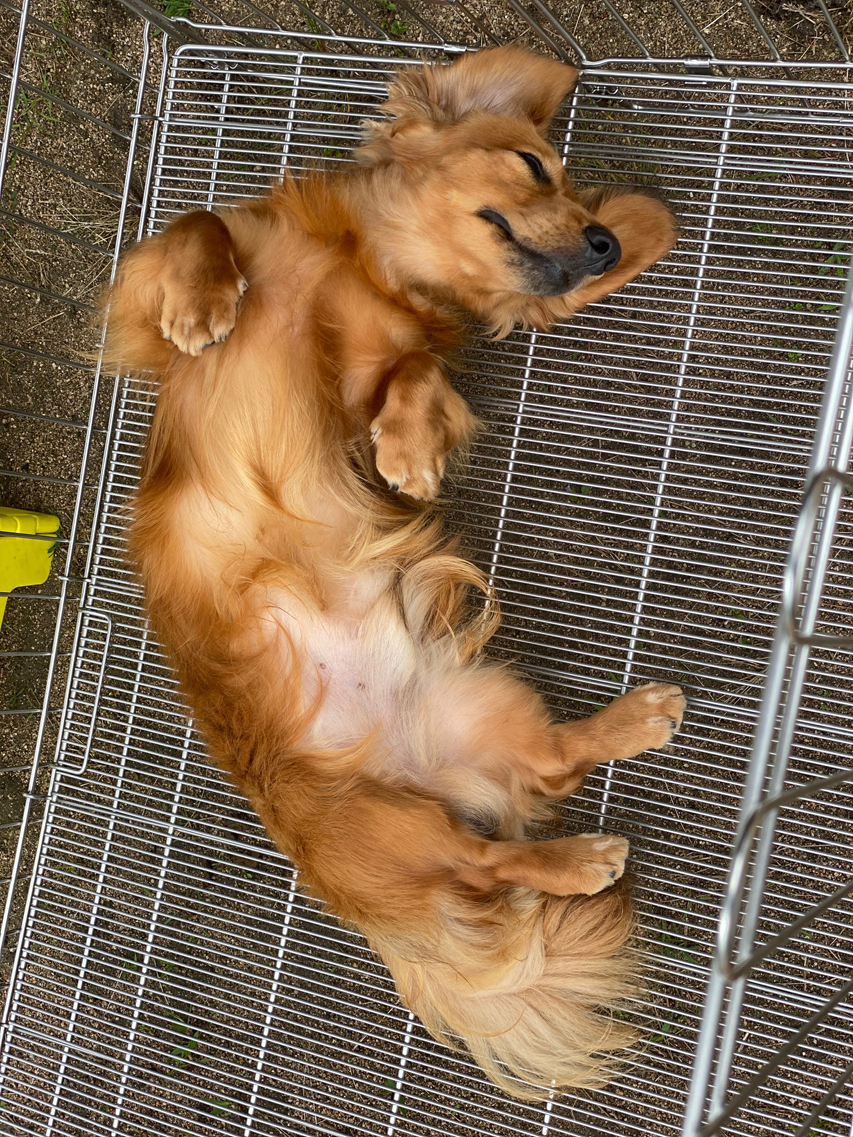 ミニチュア ダックスフンド ドッグショー パンチ JKCチャンピオン完成