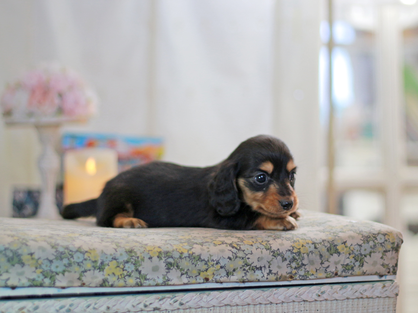 ミニチュアダックスフンド すずらん&グレイの子犬 ブラタン 男の子