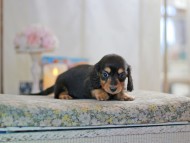 MiniatureDachshund-2828 MiniatureDachshund-2828