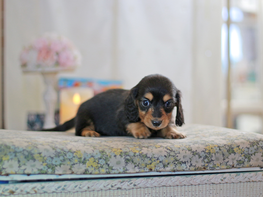 ミニチュアダックスフンド すずらん&グレイの子犬 ブラタン 男の子