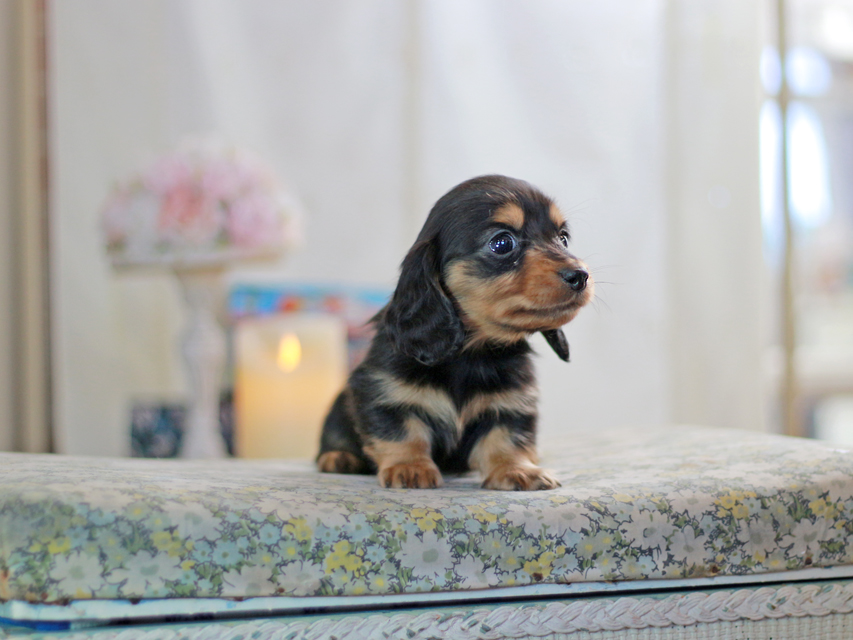 ミニチュアダックスフンド すずらん&グレイの子犬 ブラタン 男の子