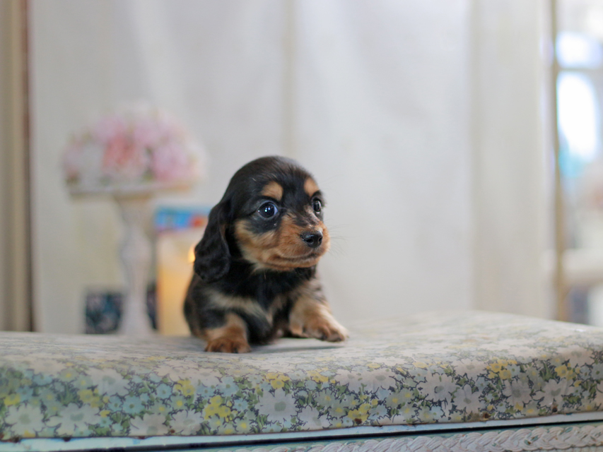 ミニチュアダックスフンド すずらん&グレイの子犬 ブラタン 男の子