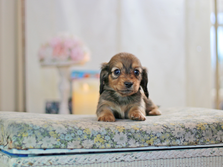 ミニチュアダックスフンド すずらん&グレイの子犬 レッド 男の子