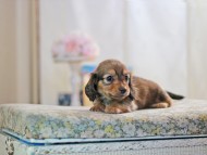 MiniatureDachshund-2856