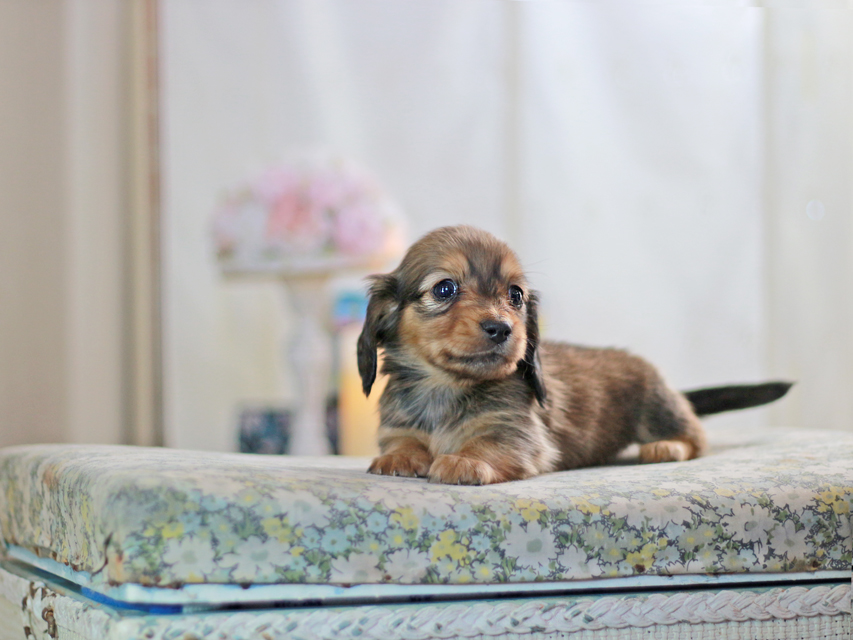 ミニチュアダックスフンド すずらん&グレイの子犬 レッド 男の子