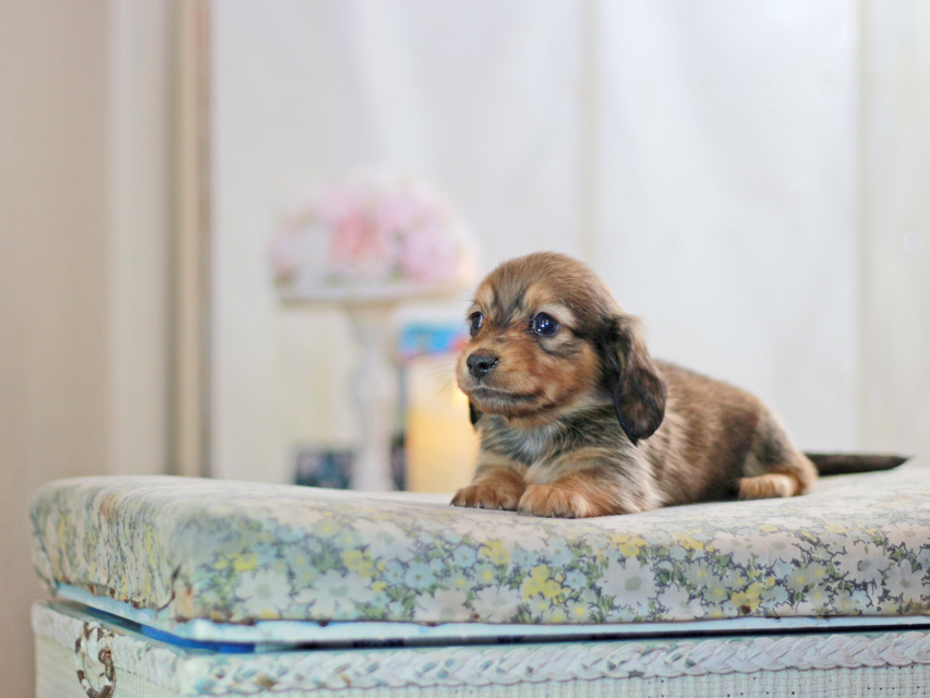 ミニチュアダックスフンド すずらん&グレイの子犬 レッド 男の子