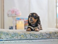 MiniatureDachshund-2871 MiniatureDachshund-2871