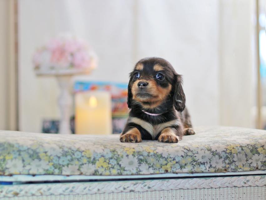 ミニチュアダックスフンド すずらん&グレイの子犬 ブラタン 女の子（1）