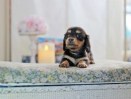 MiniatureDachshund-2872