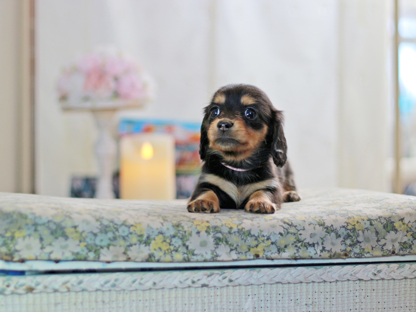 ミニチュアダックスフンド すずらん&グレイの子犬 ブラタン 女の子（1）