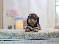 MiniatureDachshund-2873 MiniatureDachshund-2873