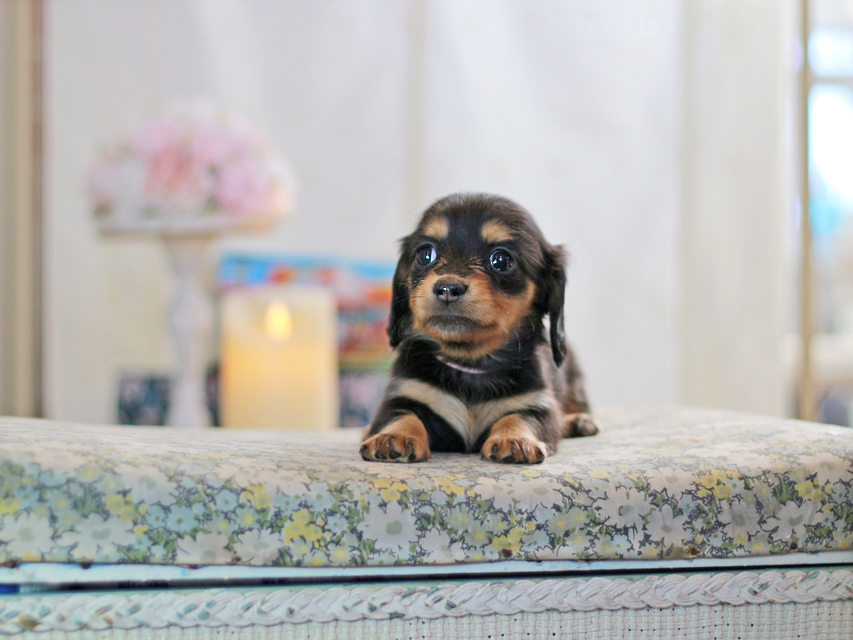 ミニチュアダックスフンド すずらん&グレイの子犬 ブラタン 女の子（1）
