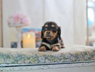 MiniatureDachshund-2874 MiniatureDachshund-2874