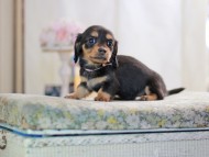 MiniatureDachshund-2881