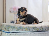 MiniatureDachshund-2883 MiniatureDachshund-2883