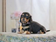 MiniatureDachshund-2889