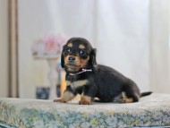 MiniatureDachshund-2890 MiniatureDachshund-2890