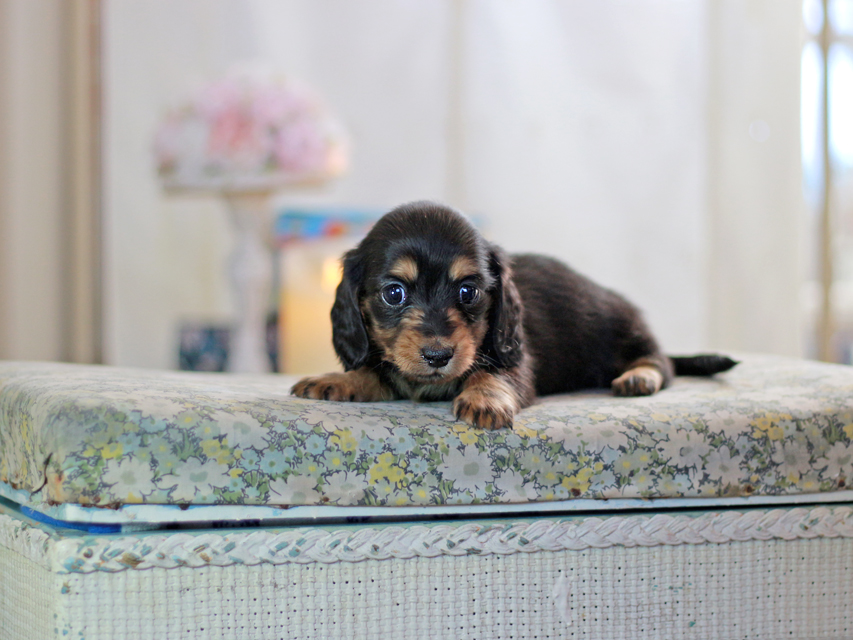 ミニチュアダックスフンド すずらん&グレイの子犬 ブラタン 女の子（2）