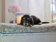 MiniatureDachshund-2902