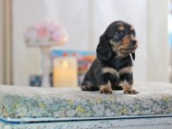 MiniatureDachshund-2906