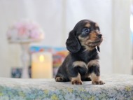 MiniatureDachshund-2907