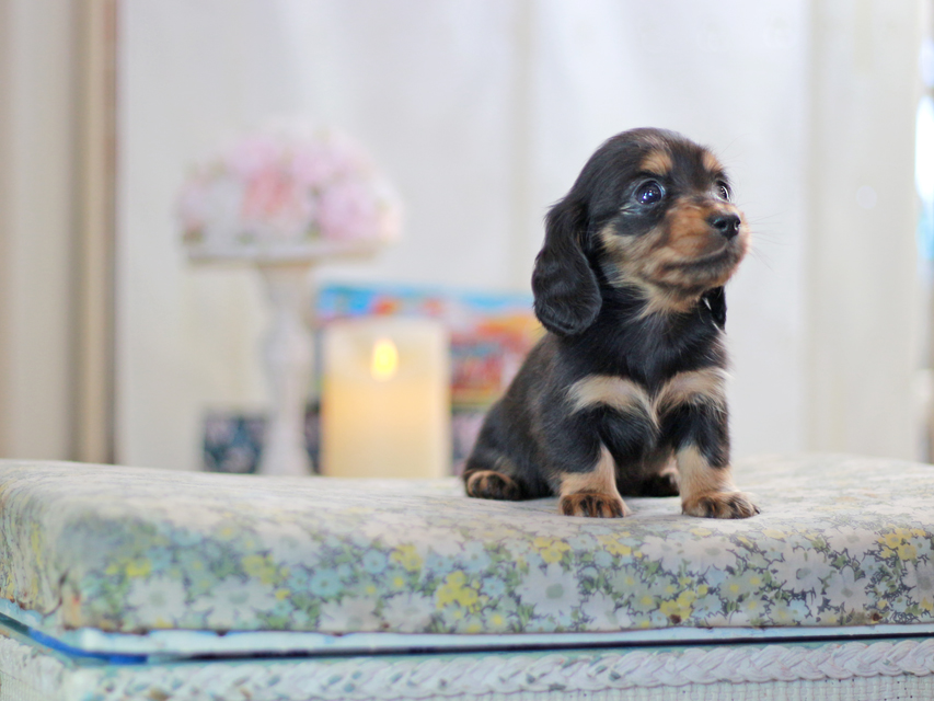 ミニチュアダックスフンド すずらん&グレイの子犬 ブラタン 女の子（2）