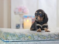 MiniatureDachshund-2912