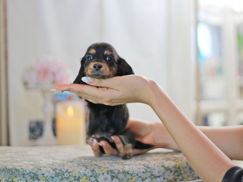 ミニチュアダックスフンド すずらん&グレイの子犬 ブラタン 女の子（2）