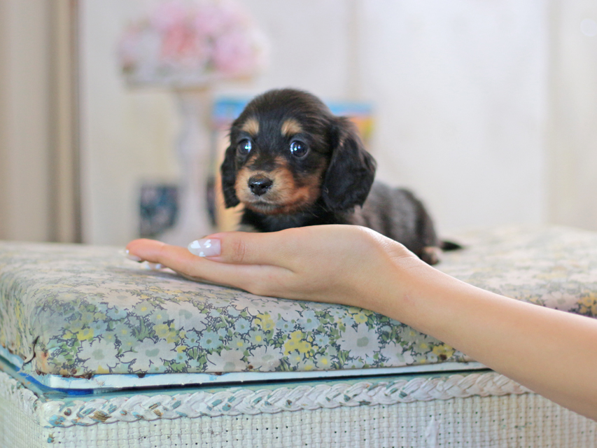 ミニチュアダックスフンド すずらん&グレイの子犬 ブラタン 女の子（2）