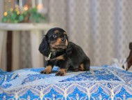 MiniatureDachshund-3610
