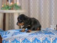 MiniatureDachshund-3612