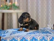MiniatureDachshund-3613