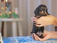 MiniatureDachshund-3640