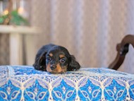 MiniatureDachshund-3679