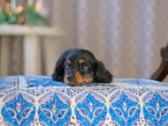 MiniatureDachshund-3684