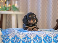 MiniatureDachshund-3695