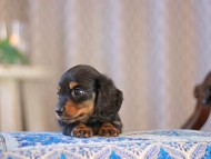 MiniatureDachshund-3736 MiniatureDachshund-3736