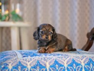 MiniatureDachshund-3776