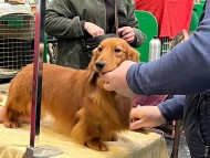 Miniature_Dachshund.4c0fc3c30a235cb1625f0b32090781e4.23031212