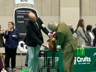 Miniature_Dachshund.4db5aa6f0ca23d18011708dc6bf29070.23031212