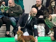 Miniature_Dachshund.c7724a2adb8de45d891c5801330c007e.23031212