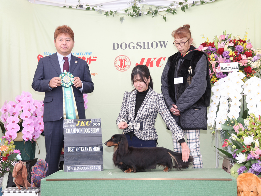 ミニチュアダックスフンド 【ドッグショー】フレディ BESTVETERAN IN SHOW